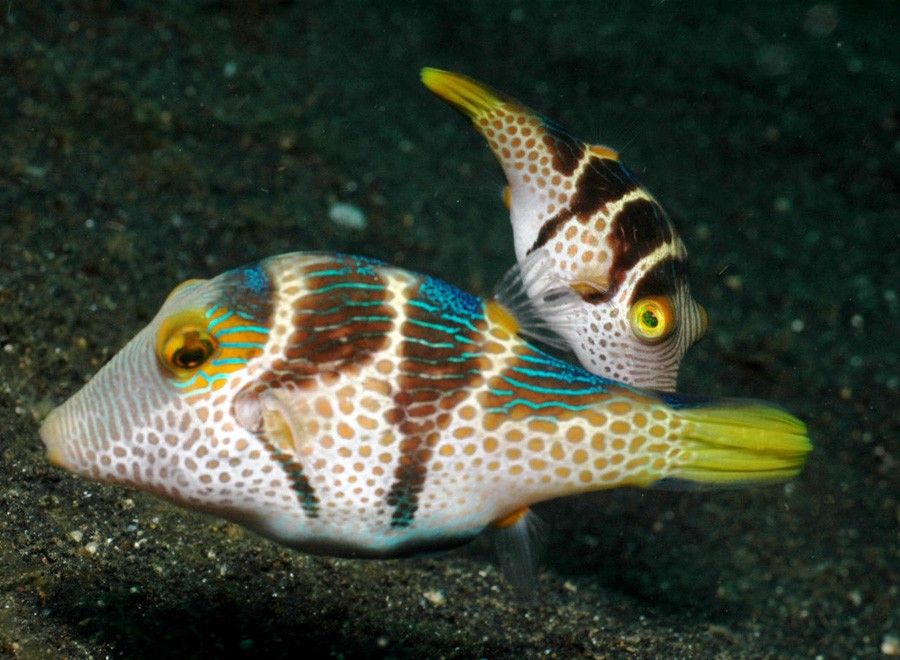 Canthigaster Valentini 4