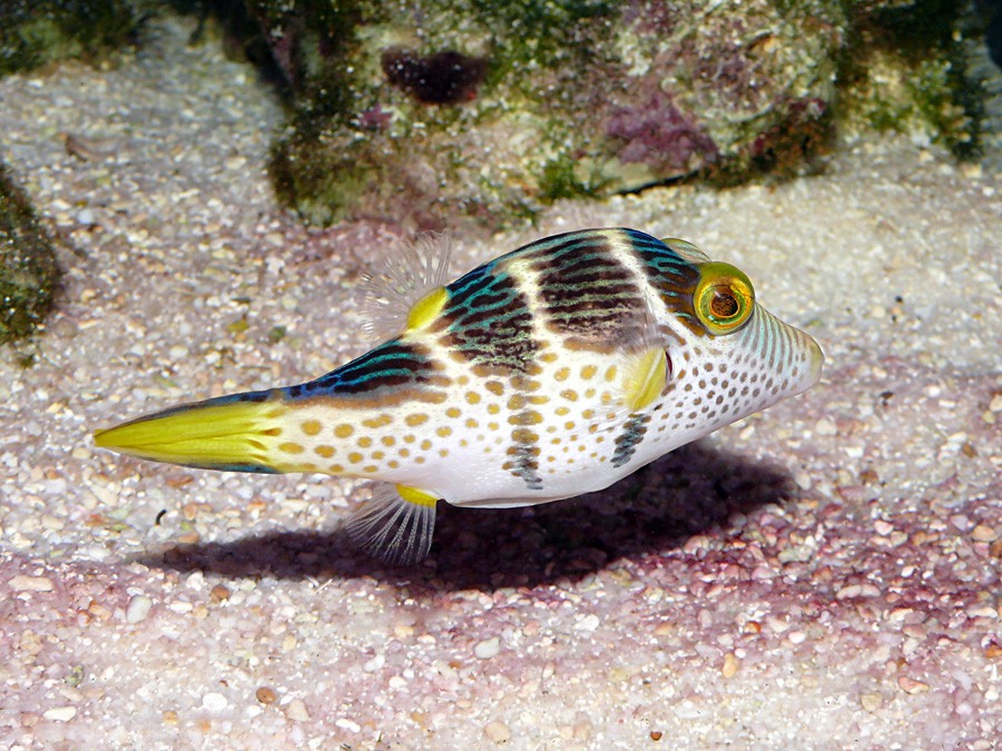 Canthigaster Valentini 5