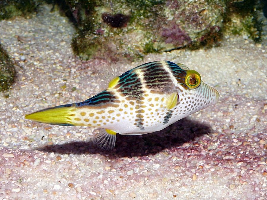 Canthigaster Valentini 5