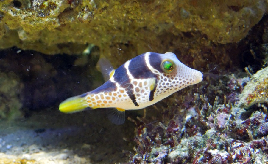 Canthigaster Valentini 6