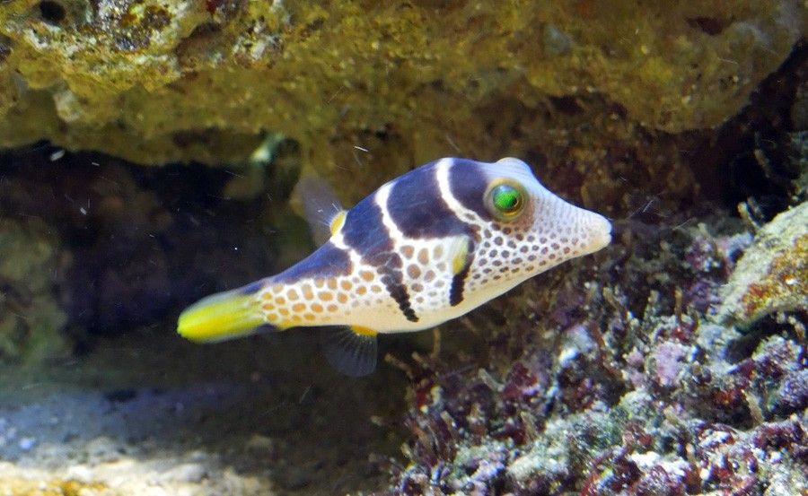 Canthigaster Valentini 6