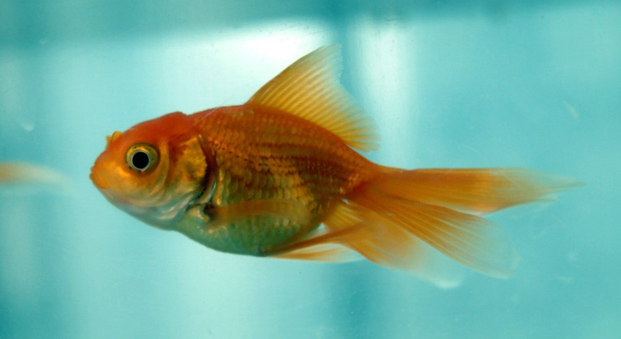 Carpa Dorada