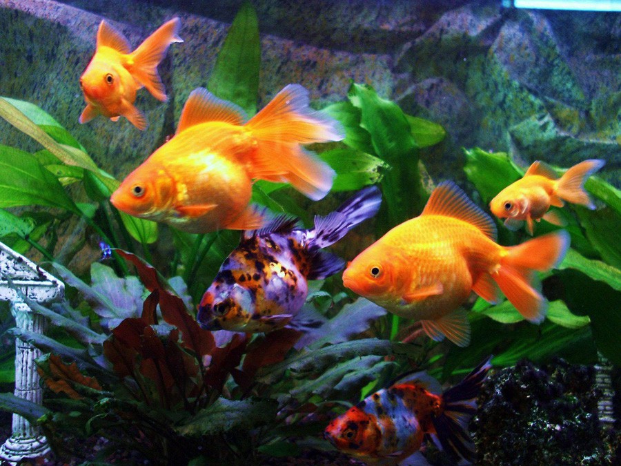 Carassius Auratus 2