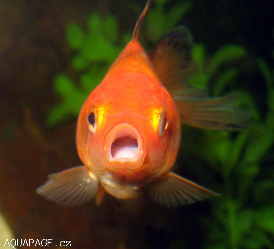 Carassius Auratus 3