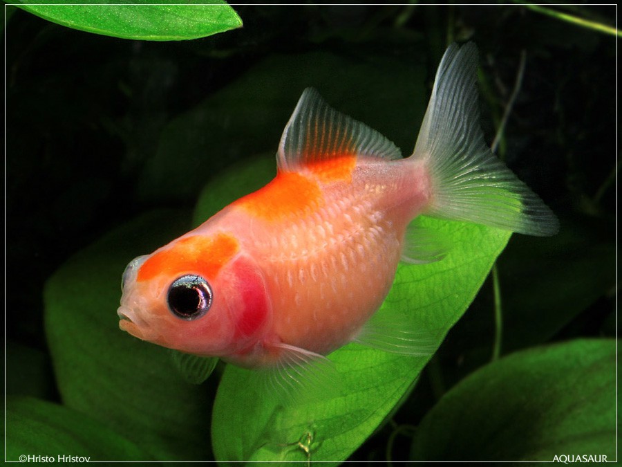Carassius Auratus 4