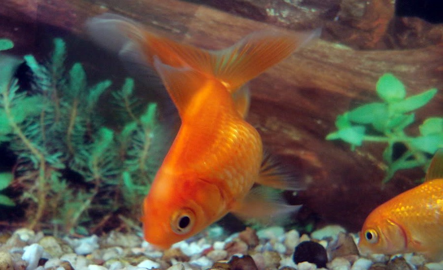 Carassius Auratus 5