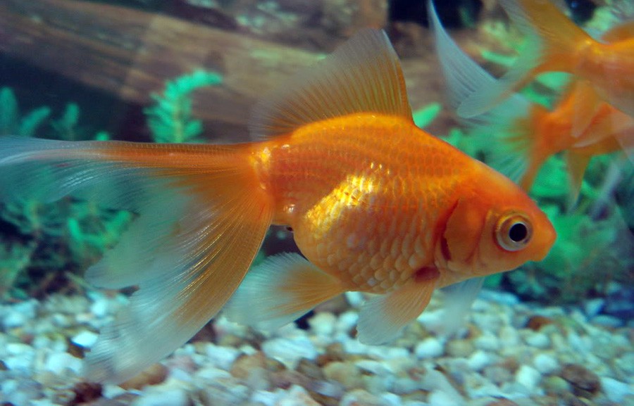 Carassius Auratus 6