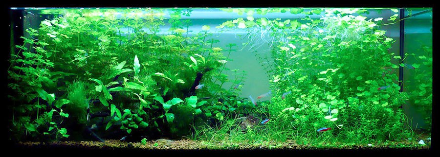 Cardamine Lyrata 2