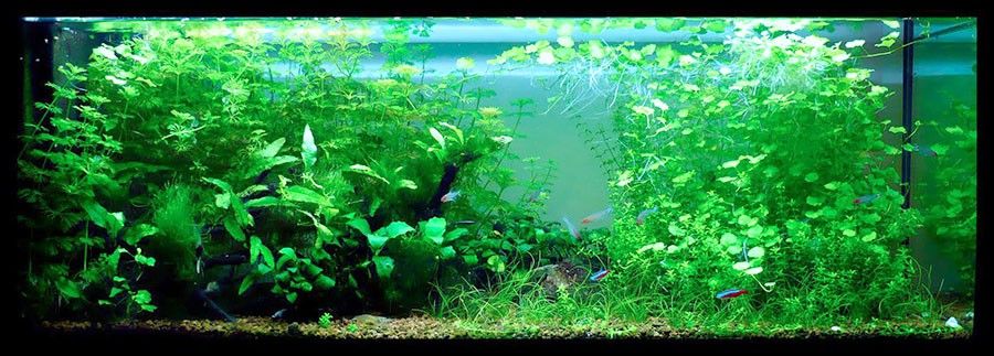 Cardamine Lyrata 2