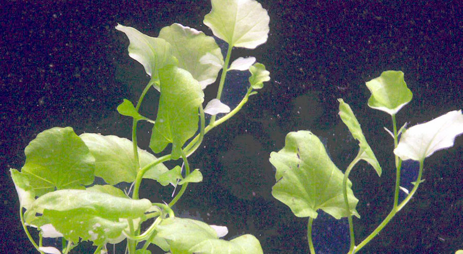 Cardamine Lyrata 4