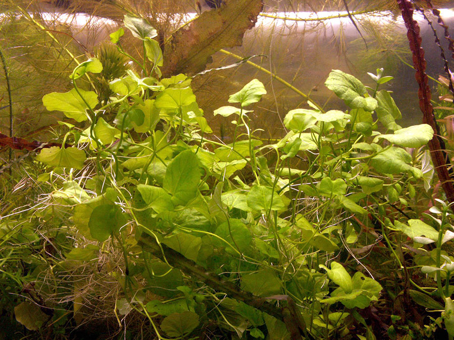 Cardamine Lyrata 6