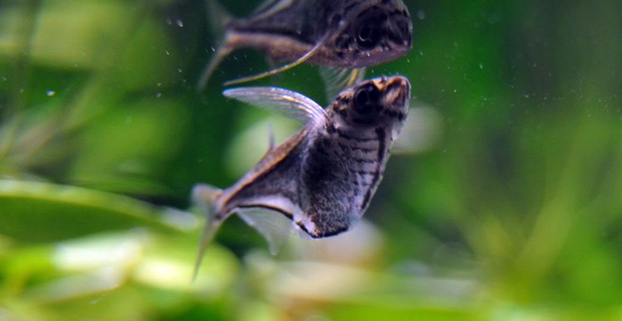 Carnegiella Marthae