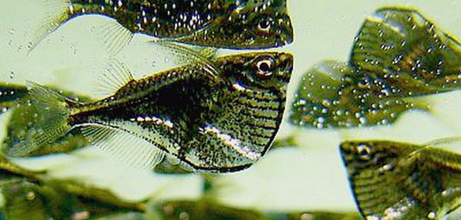 Carnegiella Marthae 2