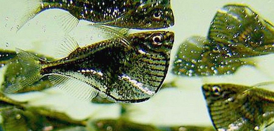 Carnegiella Marthae 2