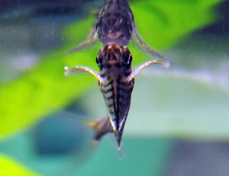 Carnegiella Marthae 3