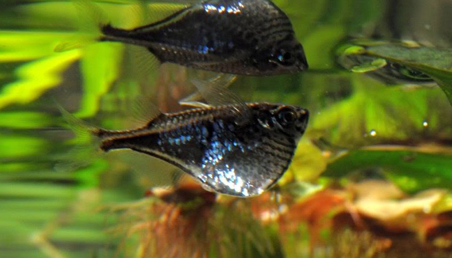 Carnegiella Marthae 4