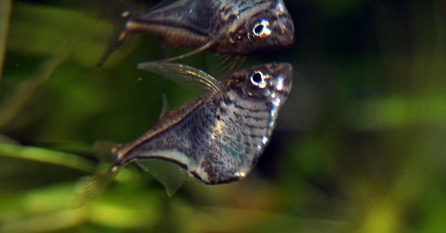 Carnegiella Marthae 5