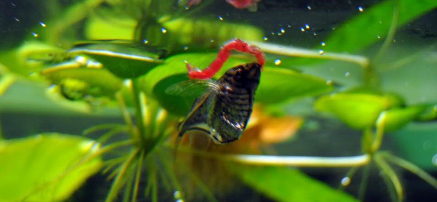 Carnegiella Marthae 6