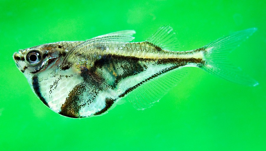Pechito de Mármol