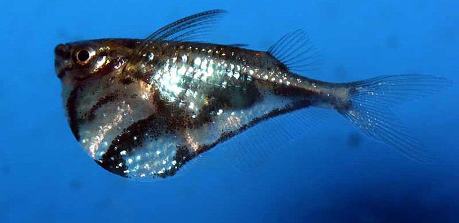 Carnegiella Strigata 3