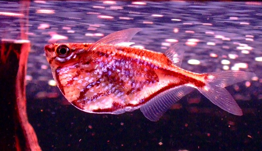 Carnegiella Strigata 4