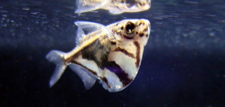 Carnegiella Strigata 5