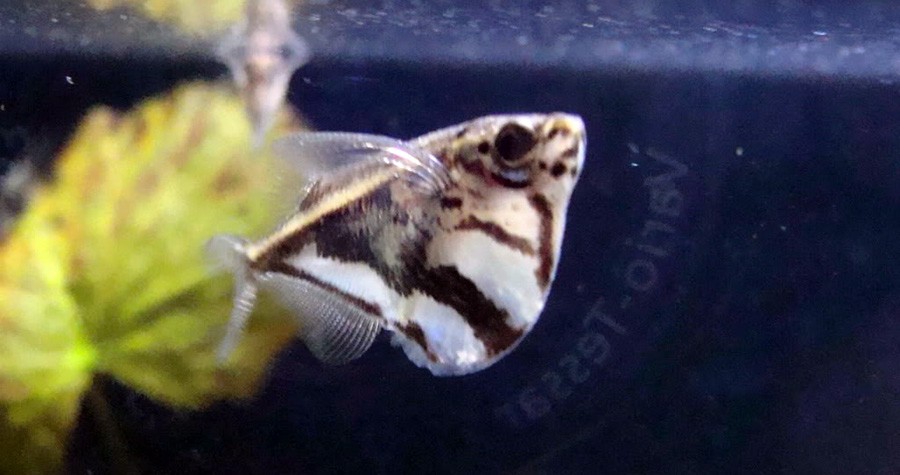 Carnegiella Strigata 6