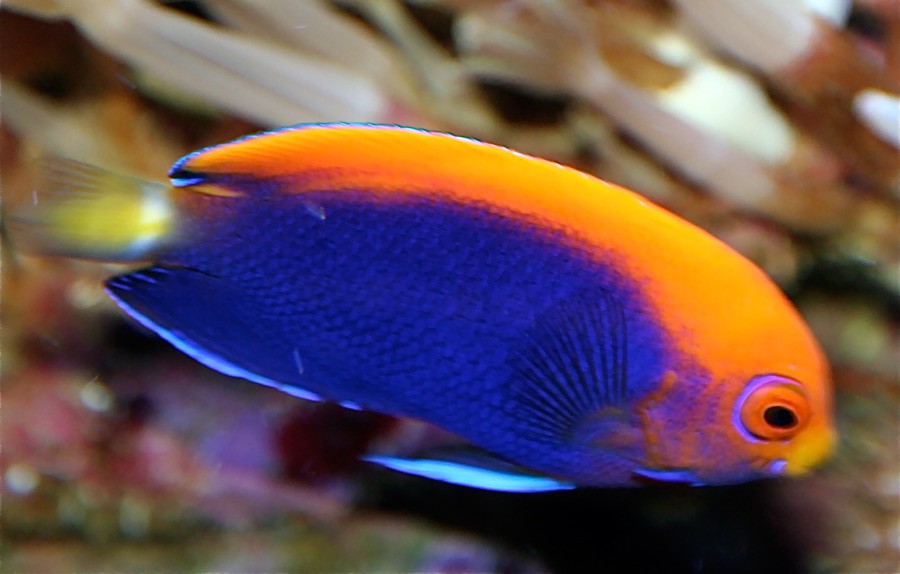 Centropyge Acanthops 2