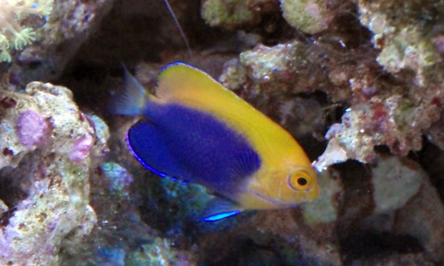 Centropyge Acanthops 3