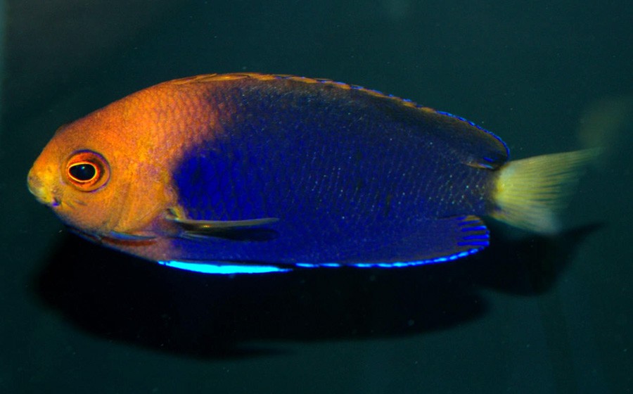 Centropyge Acanthops 4