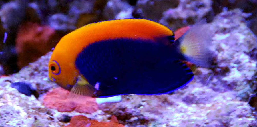 Centropyge Acanthops 5