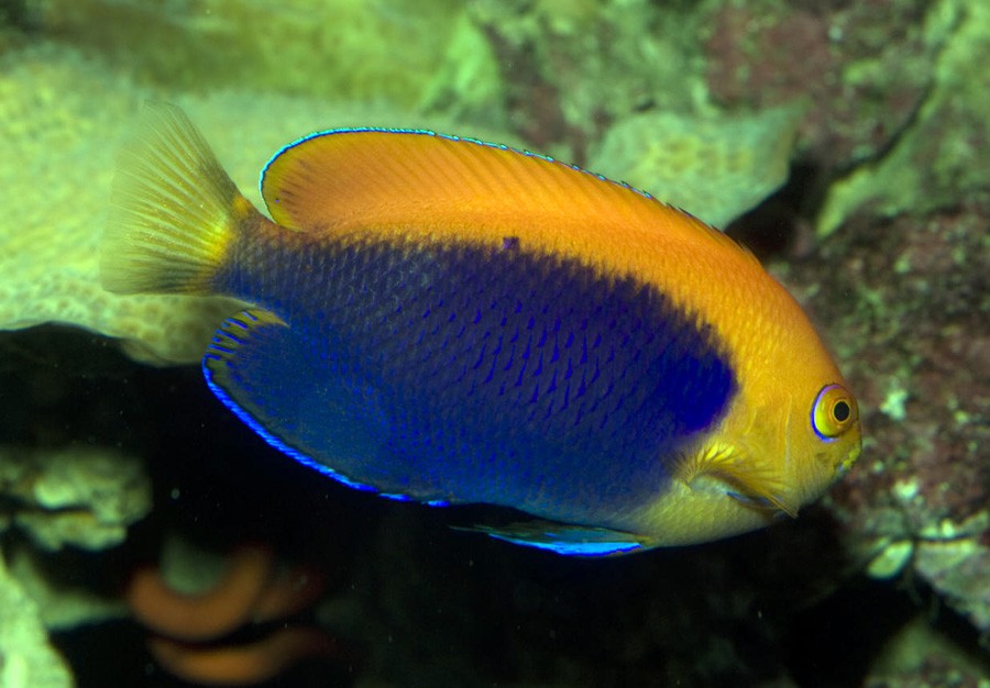 Centropyge Acanthops 6