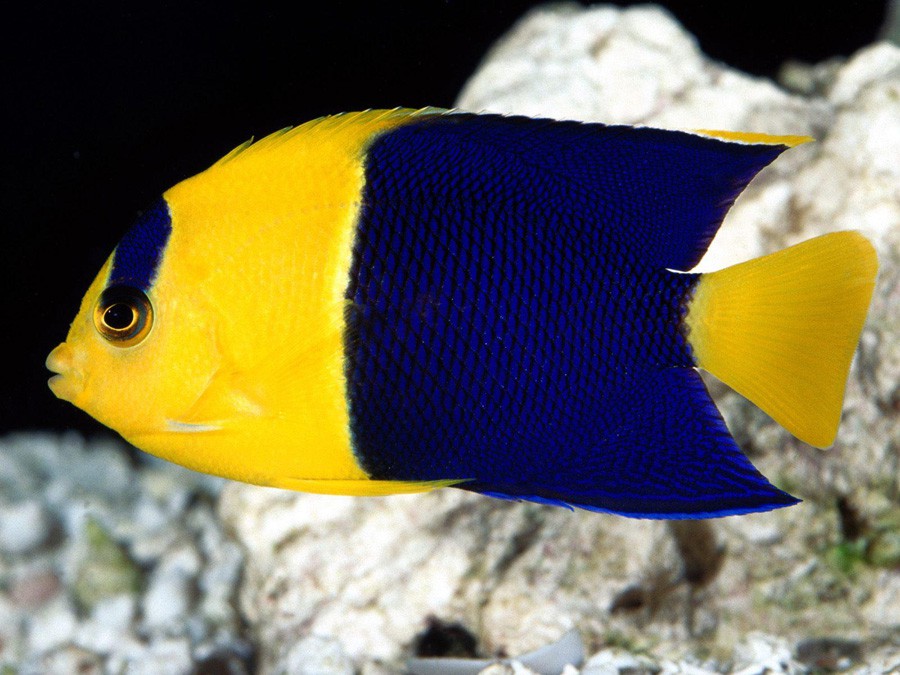 Centropyge Bicolor 2