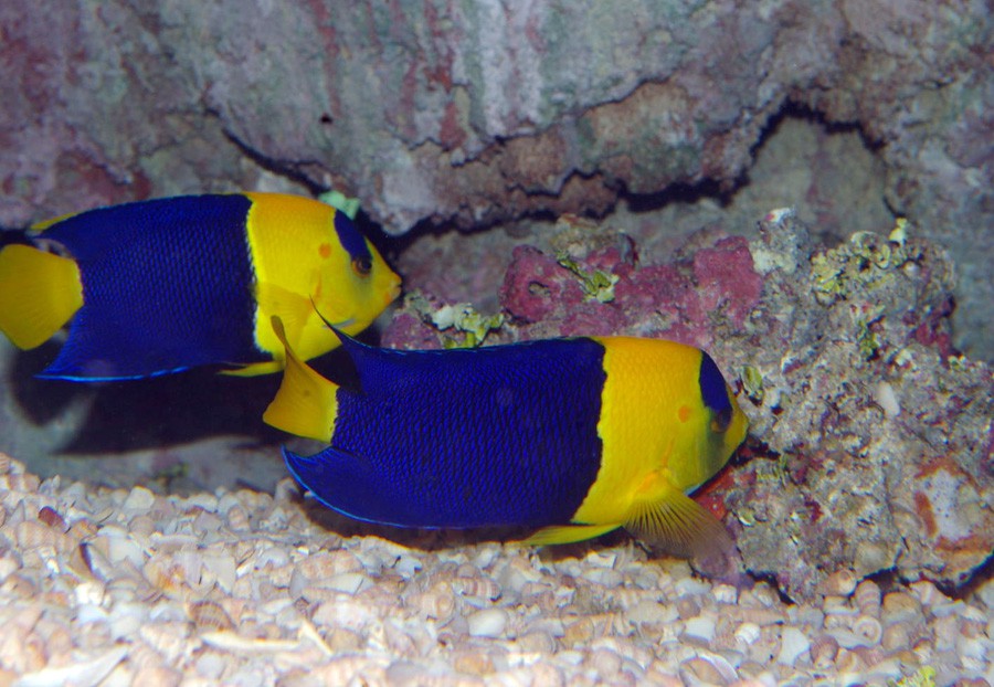 Centropyge Bicolor 3