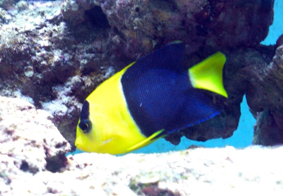 Centropyge Bicolor 4