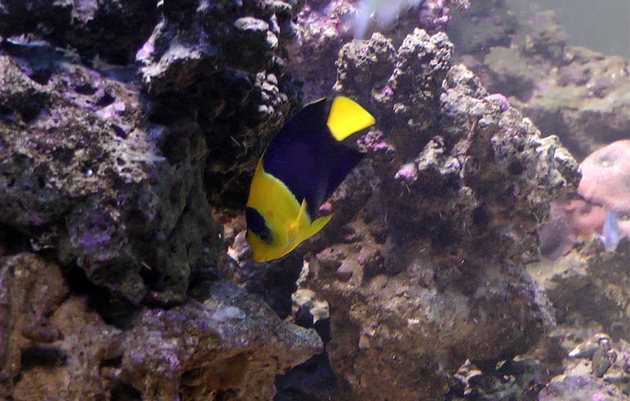 Centropyge Bicolor 5
