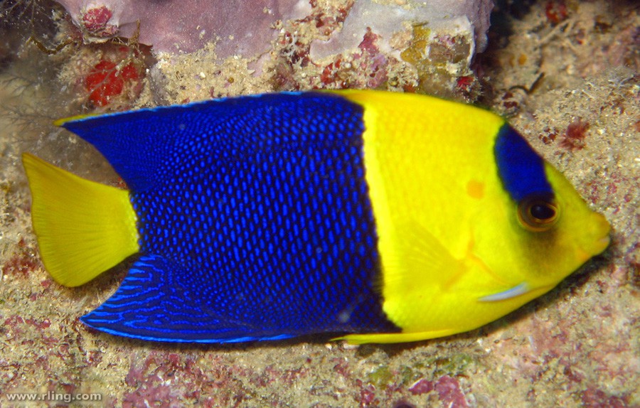 Centropyge Bicolor 6