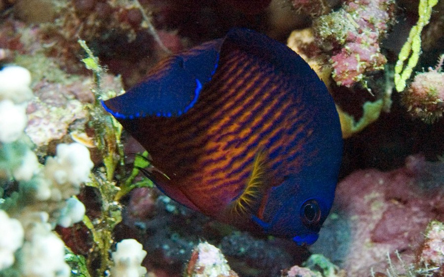 Centropyge Bispinosa 2