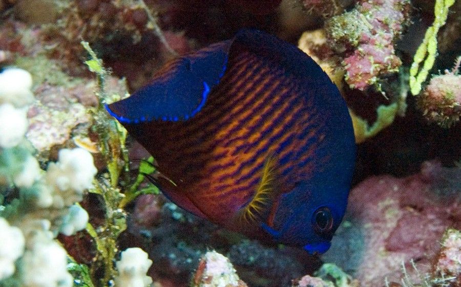 Centropyge Bispinosa 2