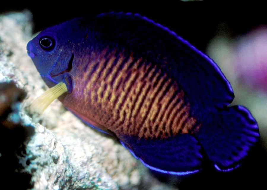 Centropyge Bispinosa 3