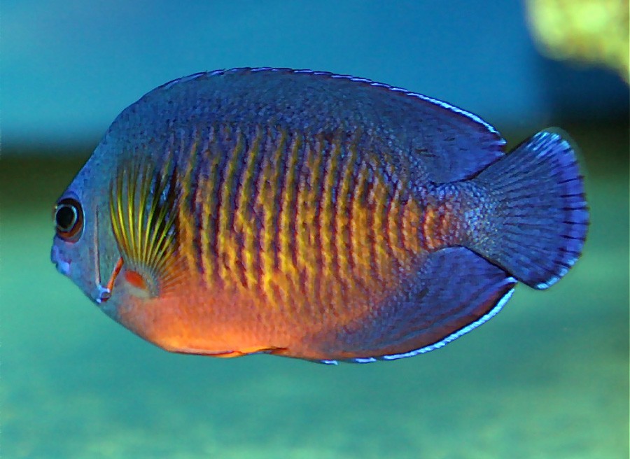 Centropyge Bispinosa 4