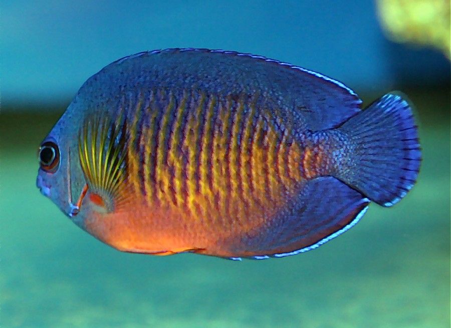 Centropyge Bispinosa 4