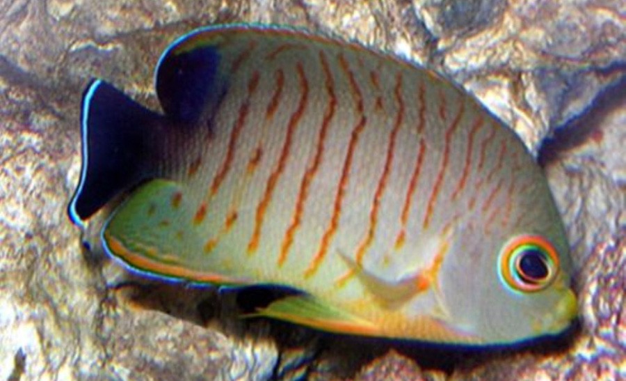 Centropyge Eibli 6