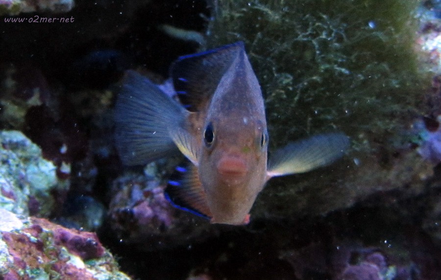 Centropyge Ferrugata 2