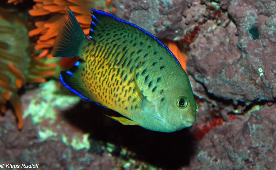 Centropyge Ferrugata 3