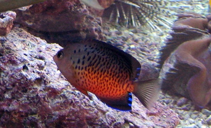 Centropyge Ferrugata 4