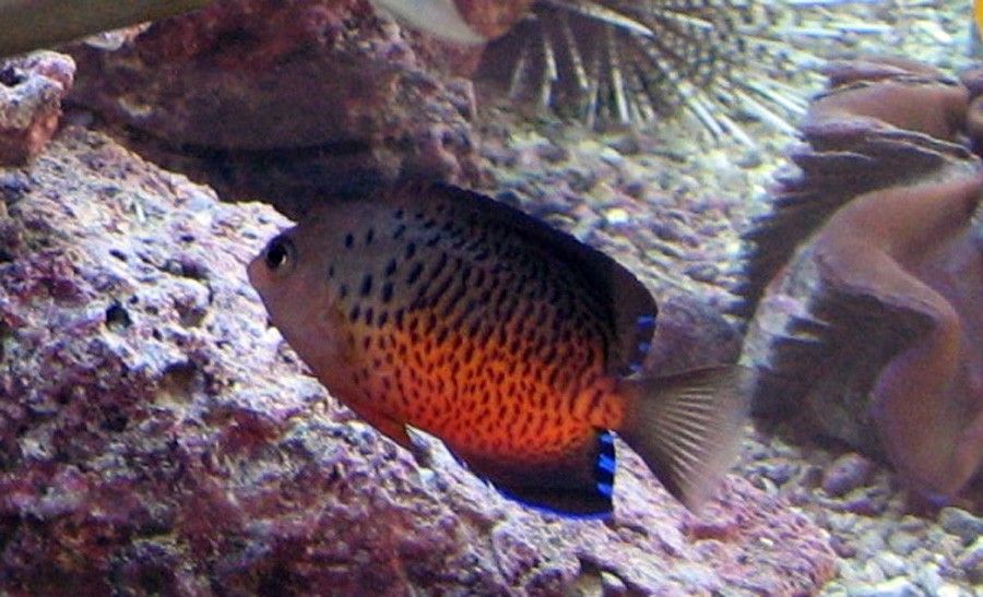 Centropyge Ferrugata 4