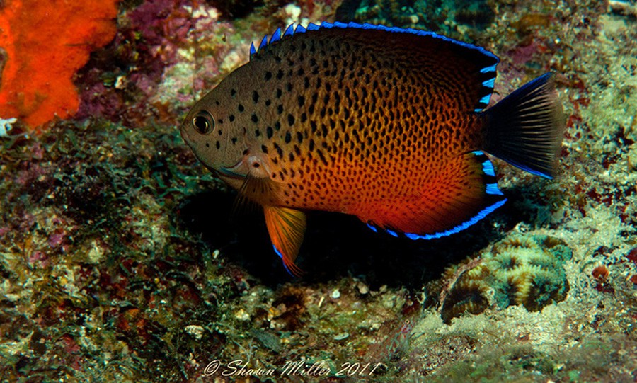 Centropyge Ferrugata 5