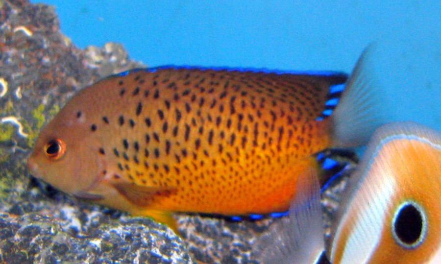 Centropyge Ferrugata 6