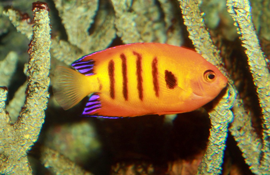 Centropyge Loricula 3